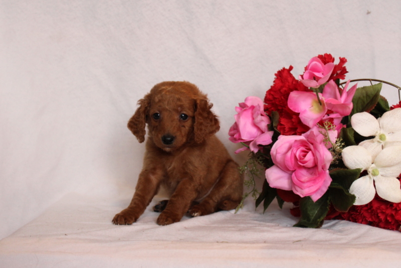 puppy, for, sale, Mini Goldendoodle F2B, Matthew B. Stoltzfus, dog, breeder, Gap, PA, dog-breeder, puppy-for-sale, forsale, nearby, find, puppyfind, locator, puppylocator, aca